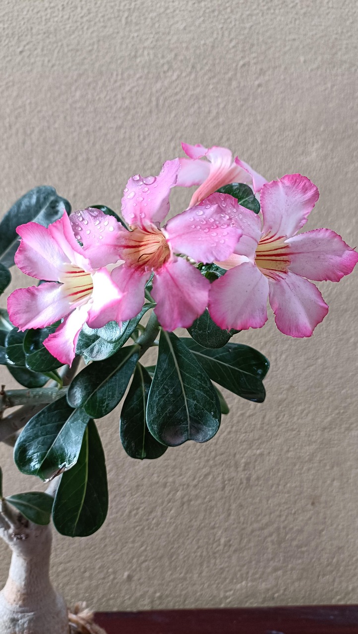 Adenium Flowers - Free photo on Pixabay - Pixabay