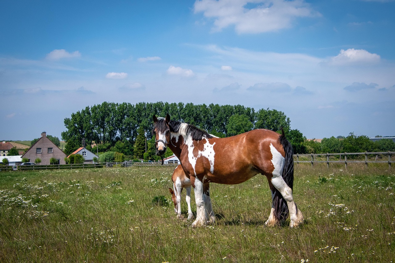 t-bb-mint-30-ingyenes-k-p-igavon-l-s-l-t-m-ban-pixabay