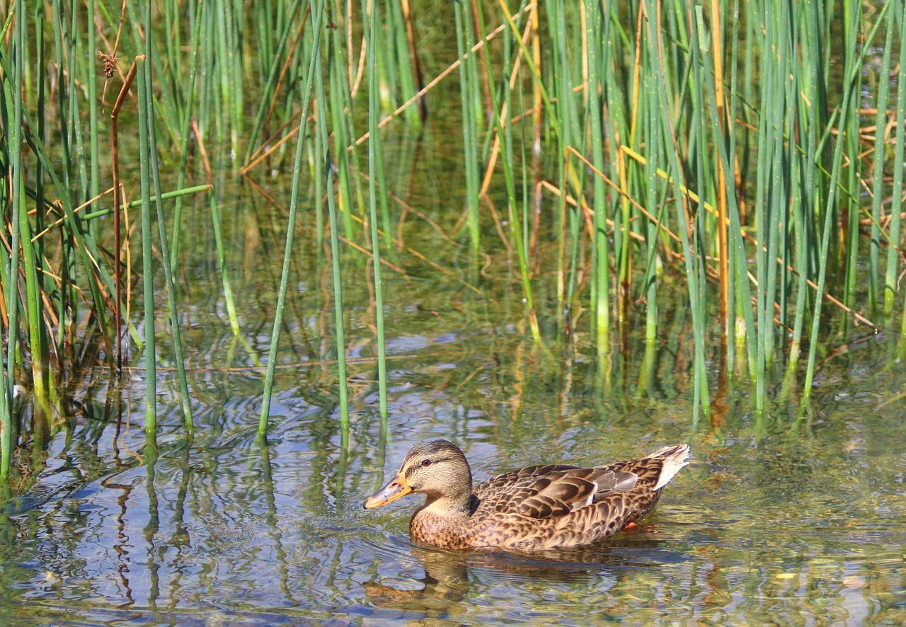 Waterfowl Reed Mallard Reeds Lake Water - Free photo on Pixabay