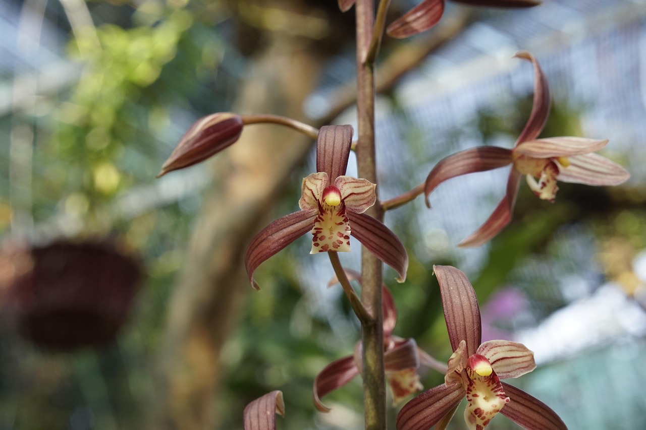 植物学 兰花 生长 - Pixabay上的免费照片 - Pixabay