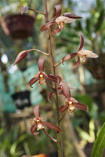Cymbidium Spring Festival - Free photo on Pixabay - Pixabay