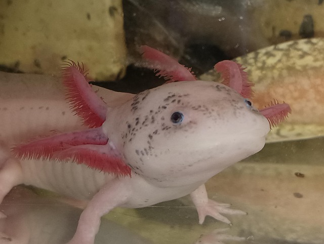 Anfíbio, Ajolote, Peixe, Axolotl
