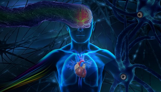 Download free HD stock image of Brain Mind Free brain mind human illustration