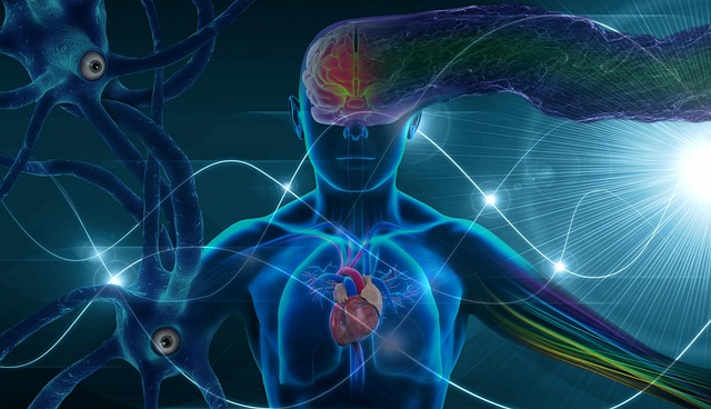Download free HD stock image of Brain Mind Free brain mind human illustration
