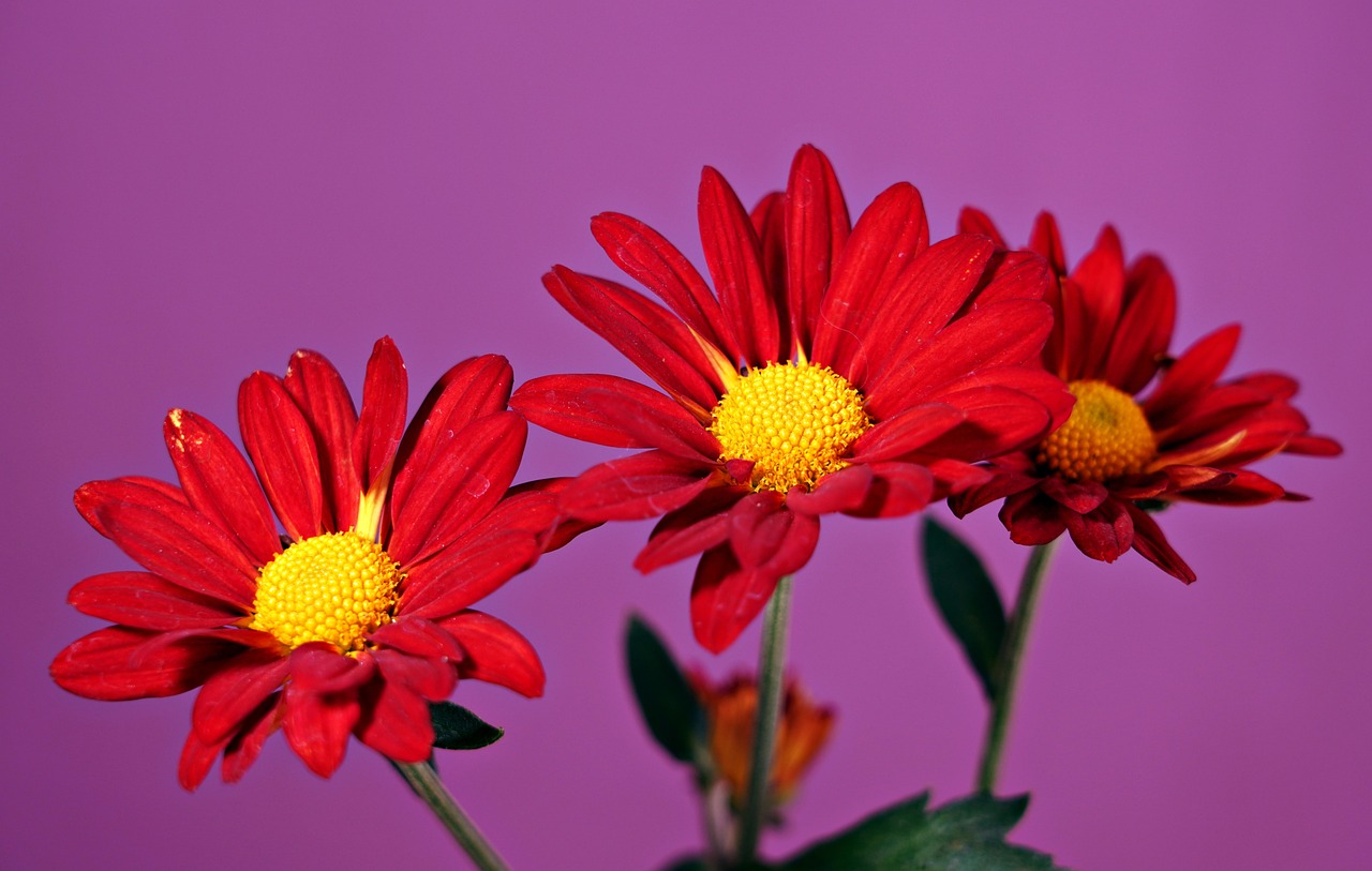Red Chrysanthemums Free photo on Pixabay Pixabay
