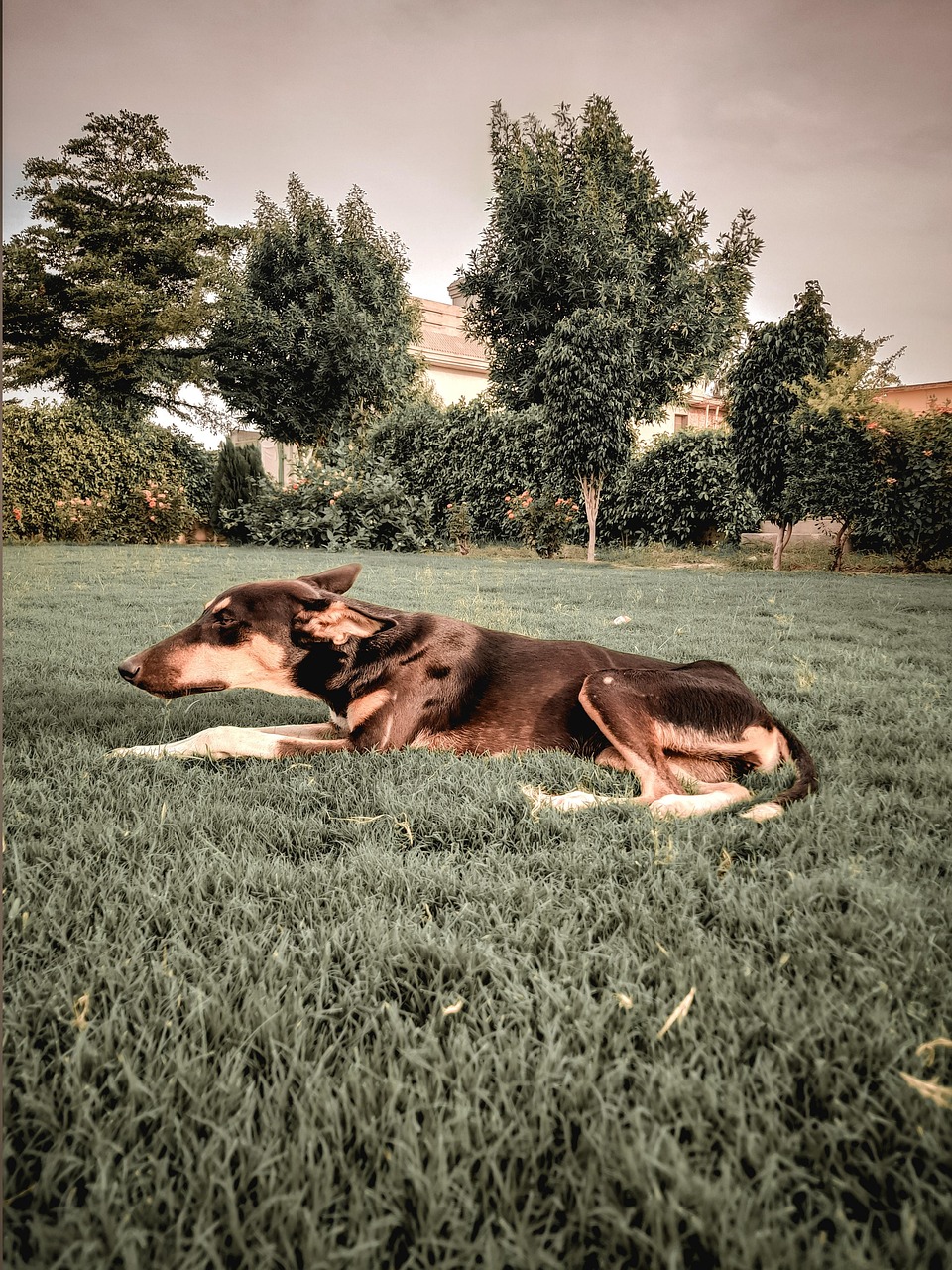 Creative Dog Pet Free Photo On Pixabay Pixabay Creative Dog Pet Free Photo On Pixabay Pixabay