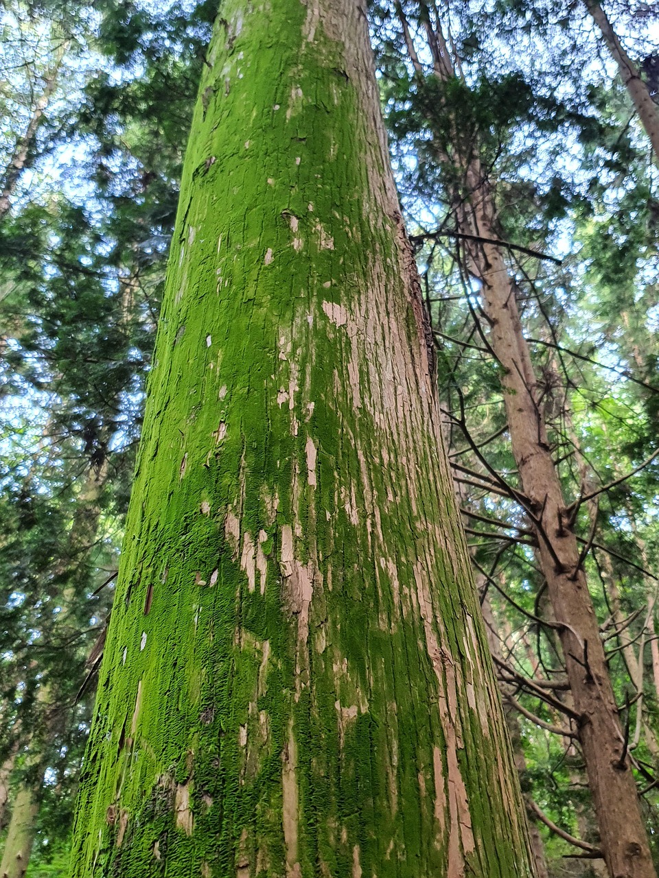 树苔 木苔 柏树林 - Pixabay上的免费照片 - Pixabay