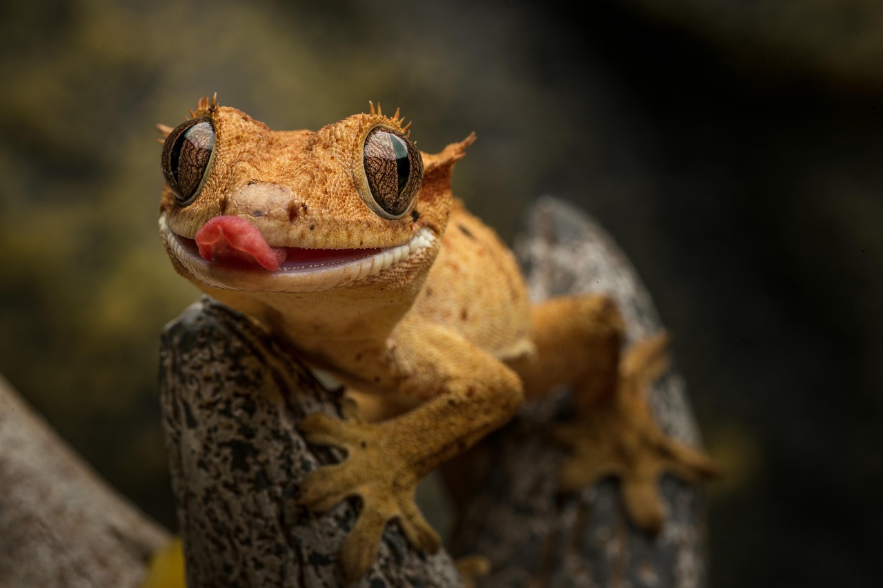 4 000 Free Gecko I Skoven Gecko Images Pixabay 4 000 Free Gecko I Skoven Gecko Images Pixabay