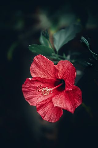 40以上の無料chinese Hibiscus ハイビスカス画像 Pixabay