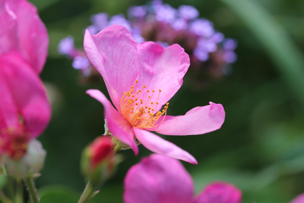 Dog Rose Flowers Pink Free photo on Pixabay Pixabay