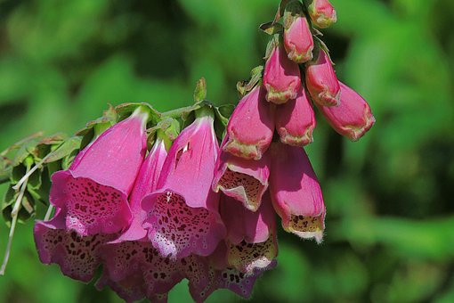 Blumen, Fingerhut, Pinke Blumen, Natur