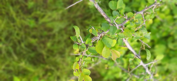 Wald, Natur, Grün, Blätter, Baum, Üppig