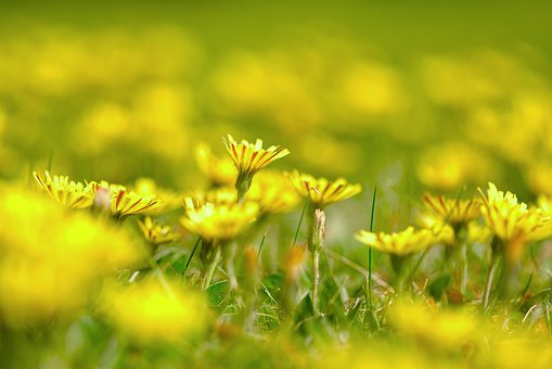Blomster, Gule Blomster, Blomst Baggrund