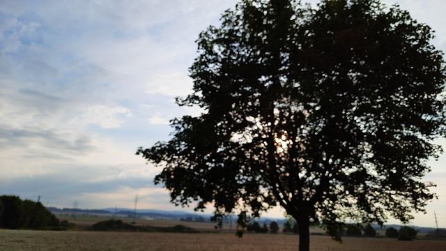 Træ, Natur, Baggrund