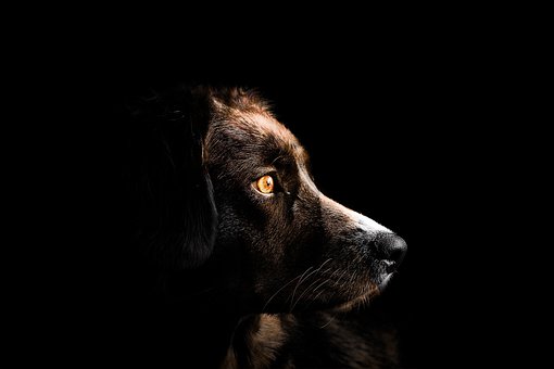 Perro, Cachorro, Mascota, Mamífero