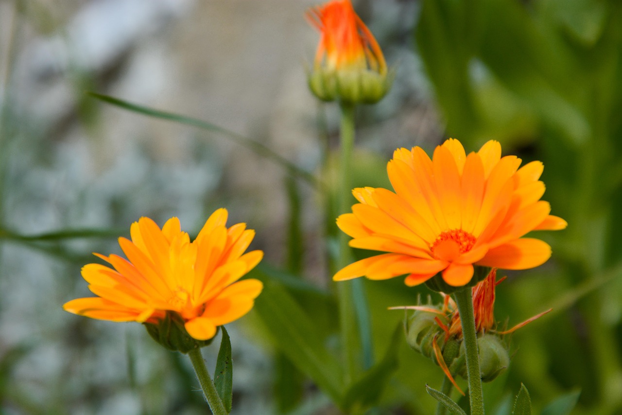 Flowers Orange Garden - Free photo on Pixabay - Pixabay