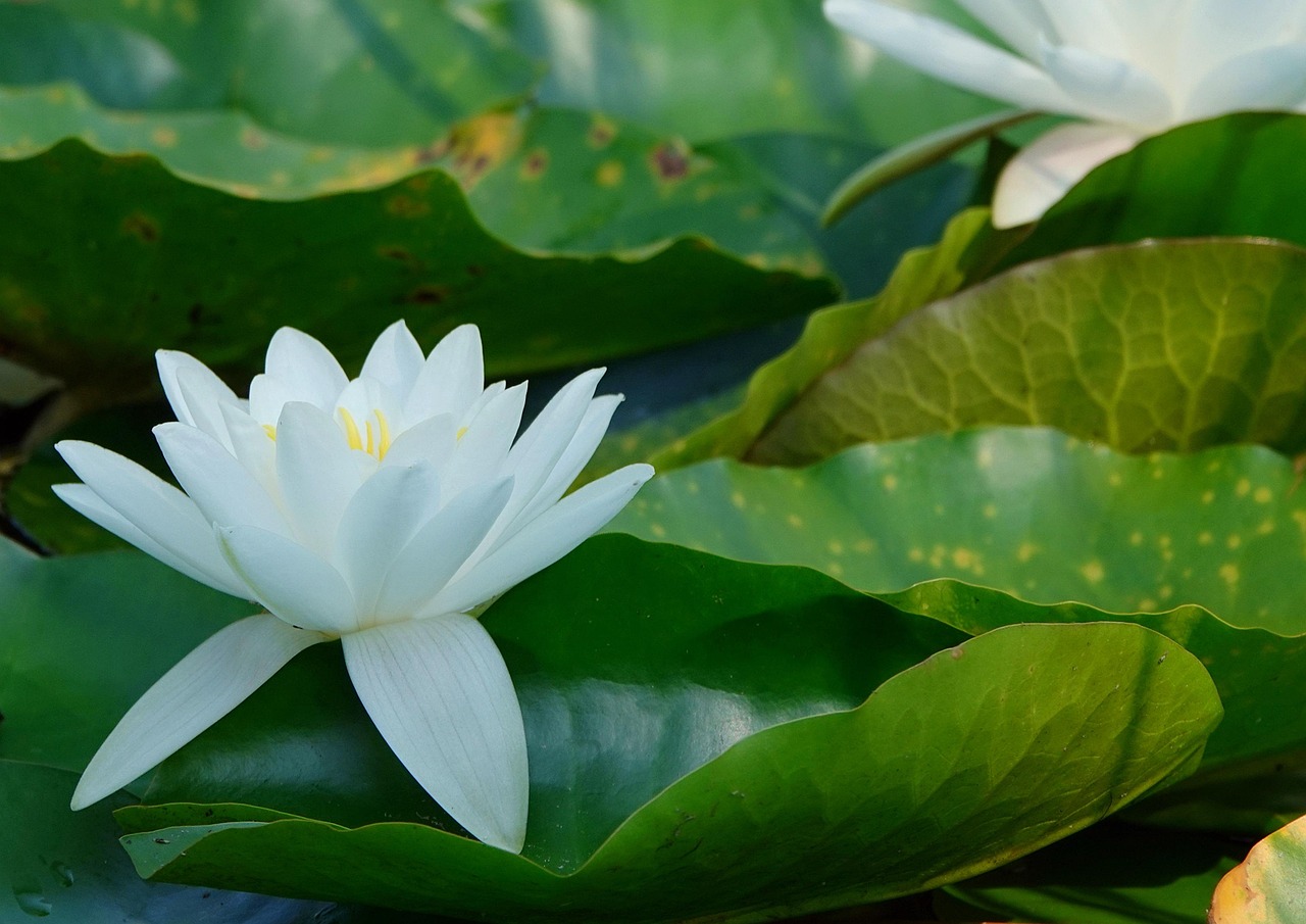 Water Lily Pads Pond Free photo on Pixabay Pixabay
