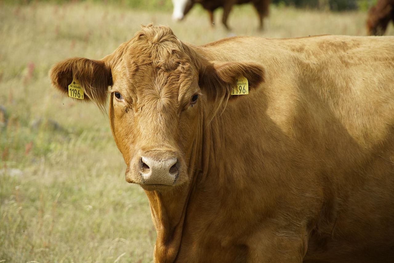 Cow - free online jigsaw puzzle photo