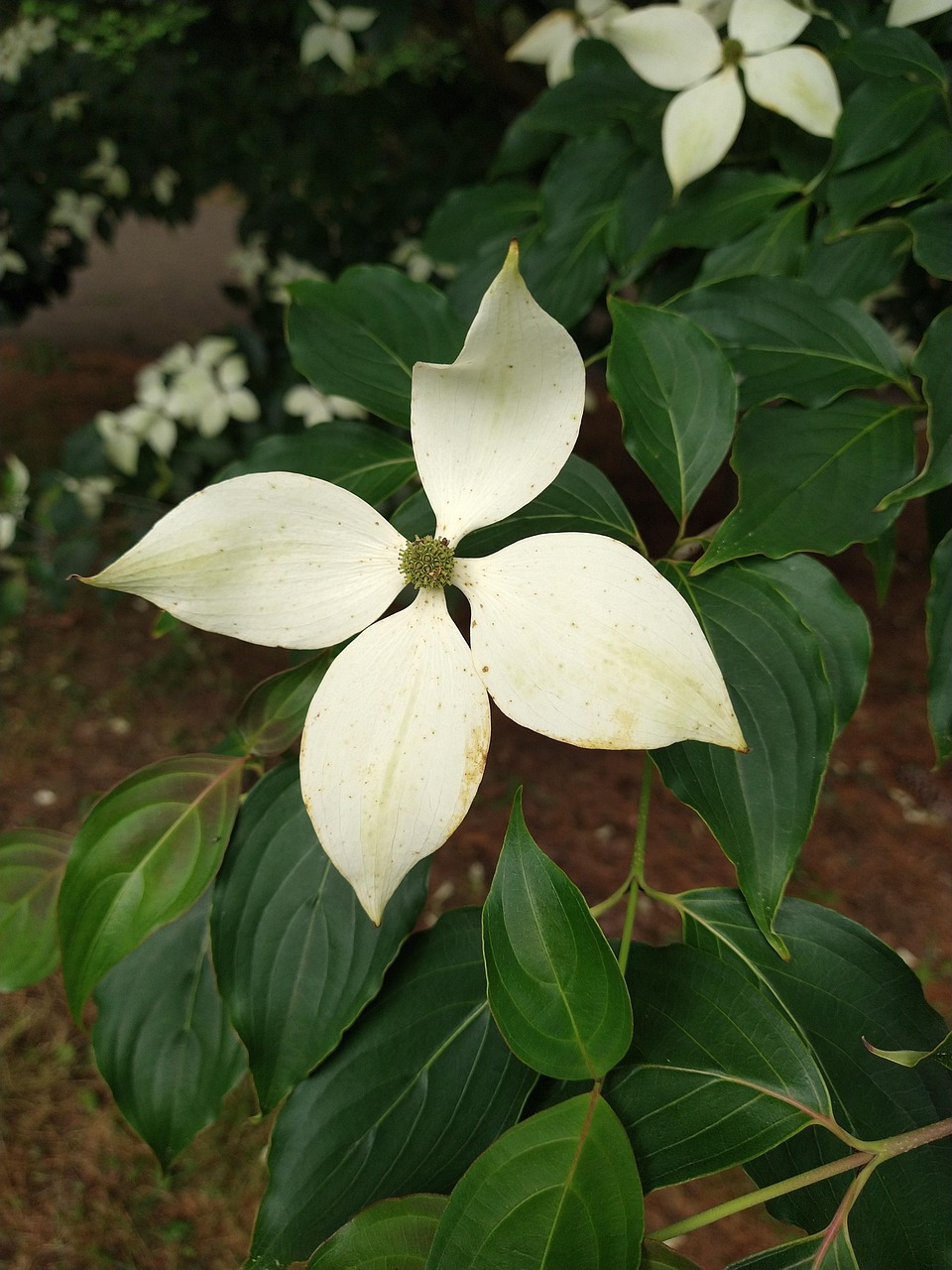 Dogwood White Flower Free photo on Pixabay Pixabay