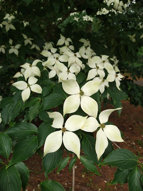 Free Dogwood White Flower photo and picture
