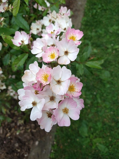 Free Roses Pink Flowers photo and picture