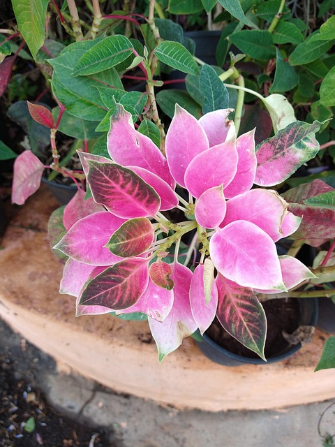Free Pink Flower Poinsettia photo and picture