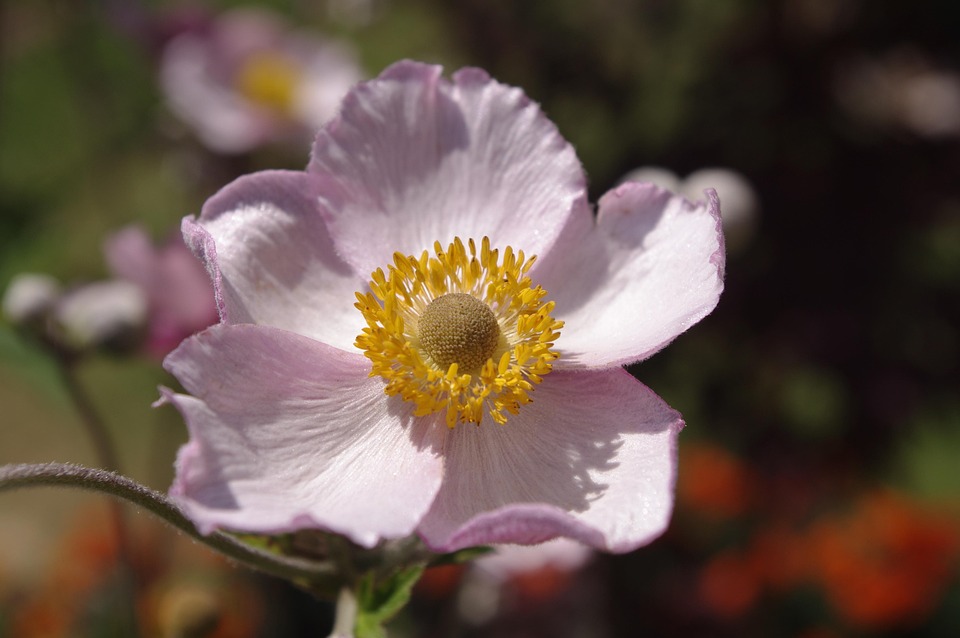 Anemone Japanese Pink - Free photo on Pixabay - Pixabay