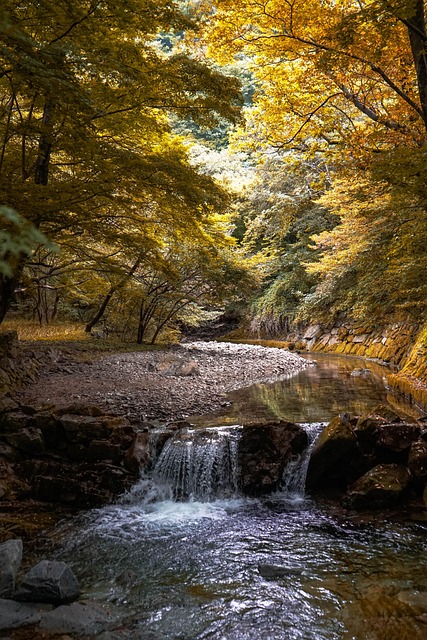 Free Forest Mountain photo and picture