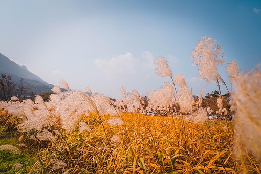 Free Reed Sunny photo and picture