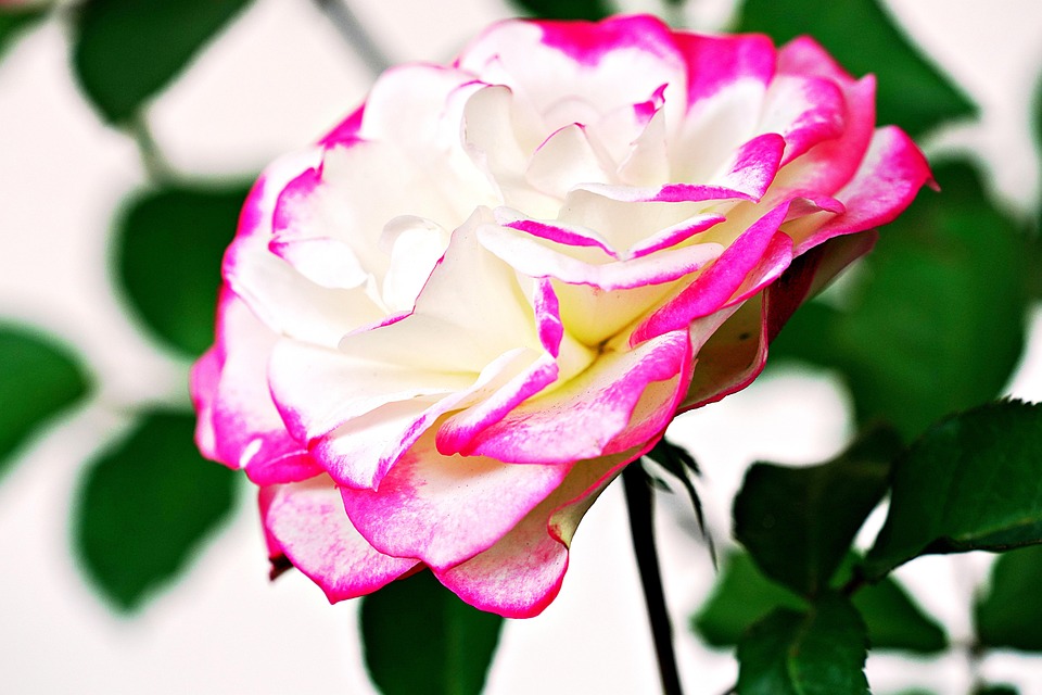 Weiße Rose Blume - Kostenloses Foto auf Pixabay