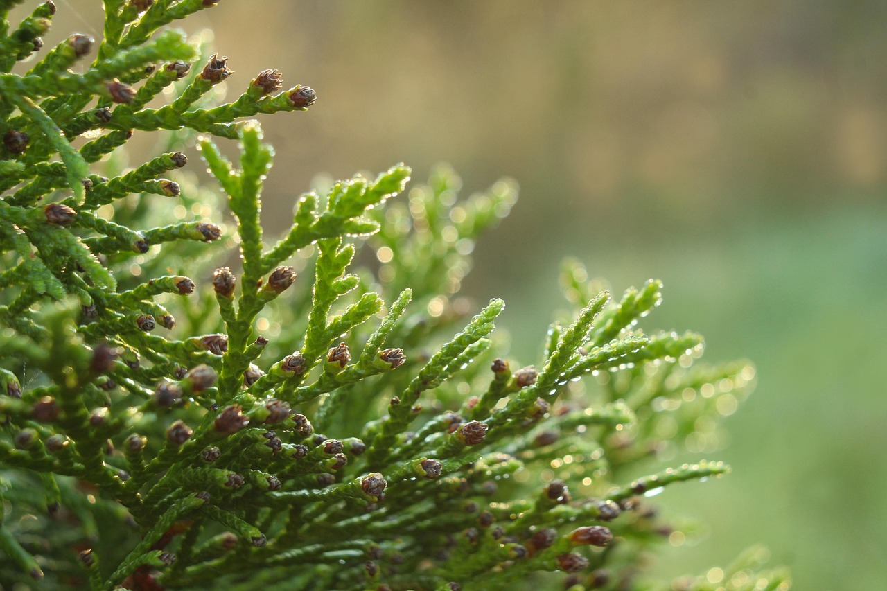 Thuja Nadelbaum Fichte - Kostenloses Foto auf Pixabay