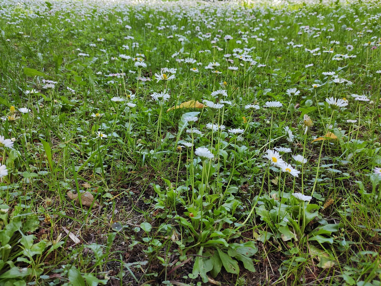 Daisies Flowers Field Free Photo On Pixabay Pixabay daisies-flowers-field-free-photo-on-pixabay-pixabay