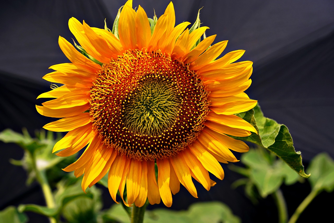 Sunflower Yellow Flower Free photo on Pixabay Pixabay