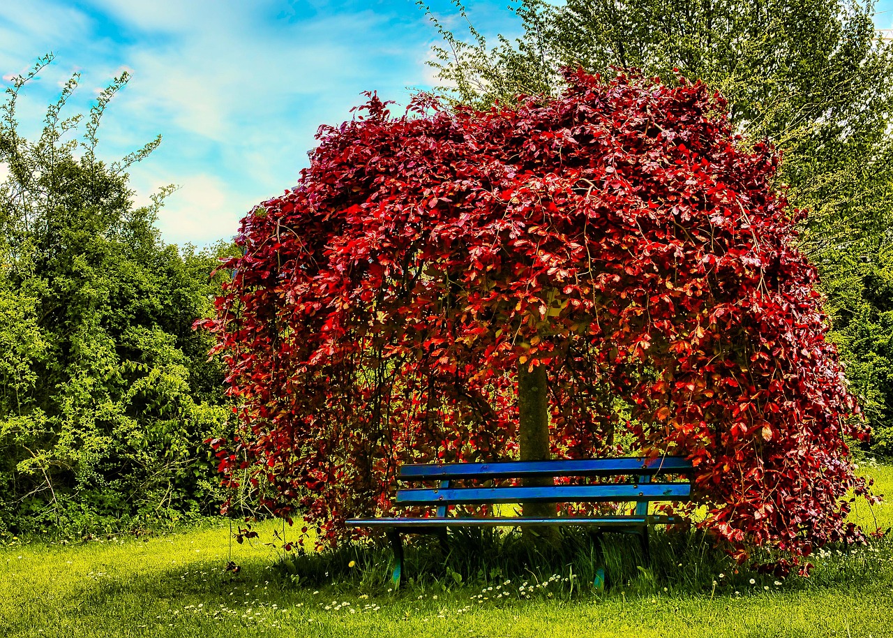 Park Bank Tree - Free photo on Pixabay - Pixabay