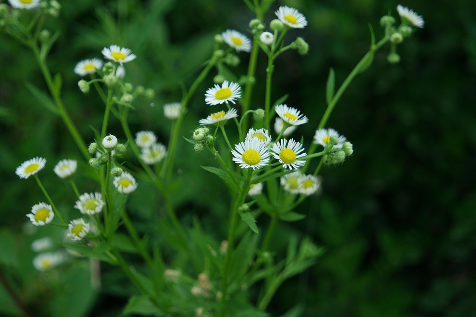 洋甘菊 花园 山艾树 Pixabay上的免费照片 Pixabay
