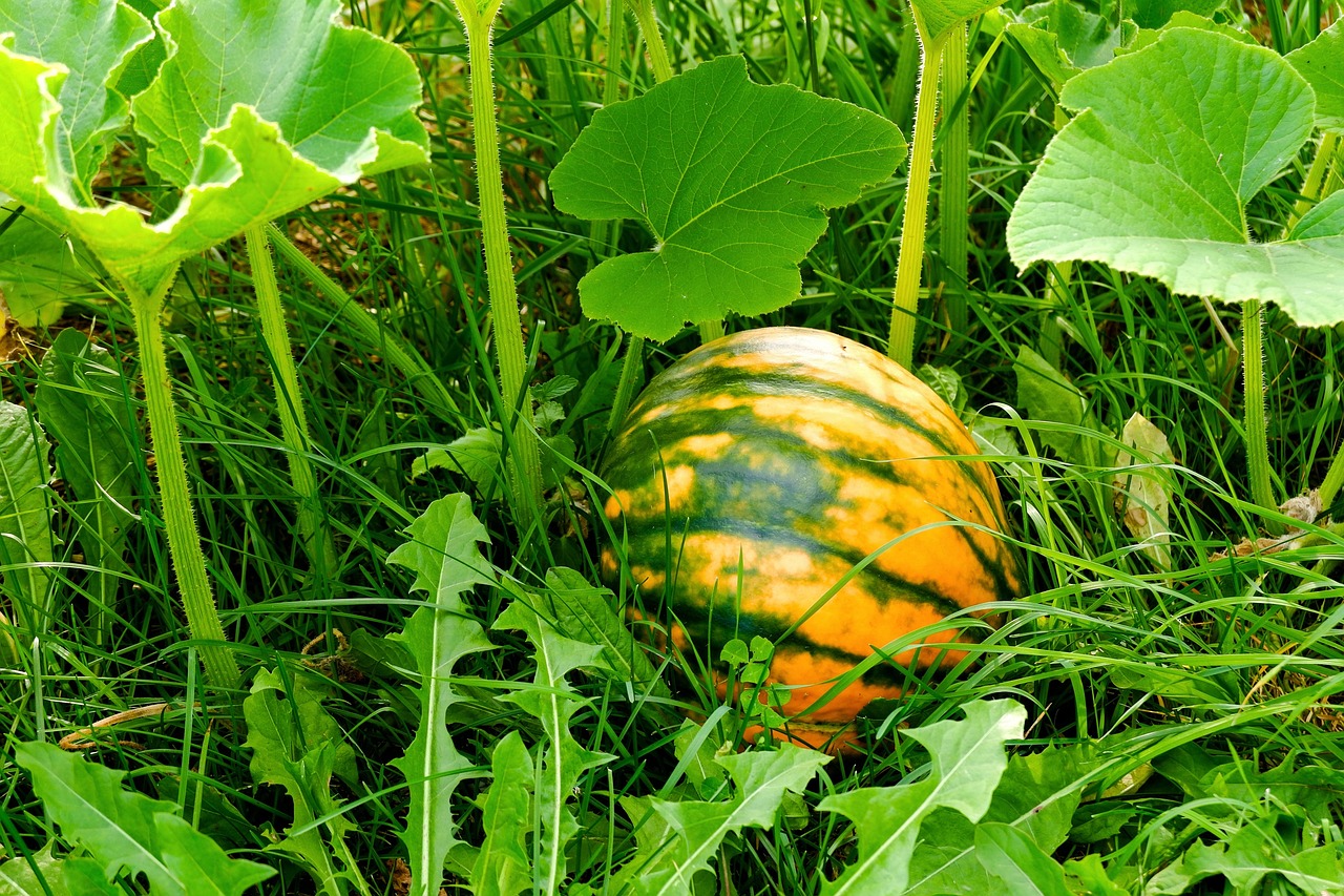 Abóbora Horta Vegetal - Foto gratuita no Pixabay - Pixabay