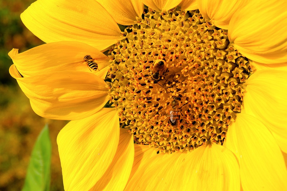 Sunflower Flower Yellow - Free photo on Pixabay