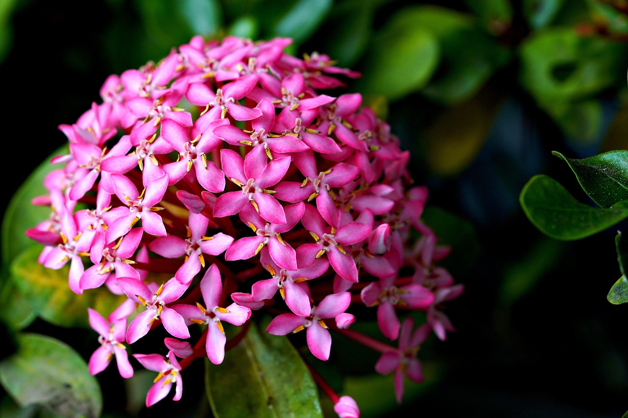 Asoca Flora Flower - Free photo on Pixabay - Pixabay