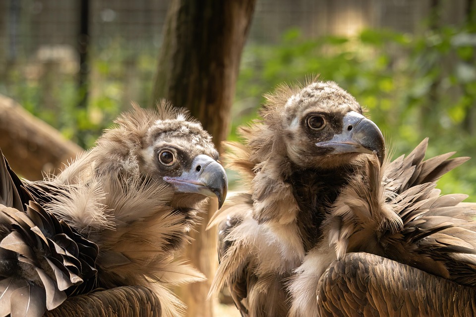 Cinereous Vulture Monk Free photo on Pixabay Pixabay