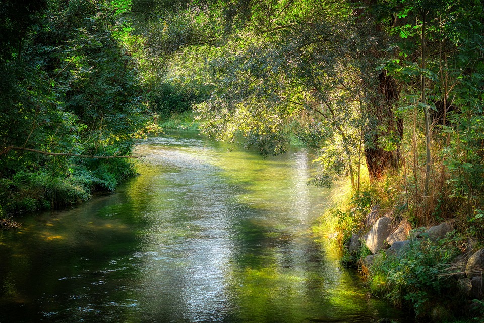 Free Photo River And Trees Forest Green Landscape Free Download