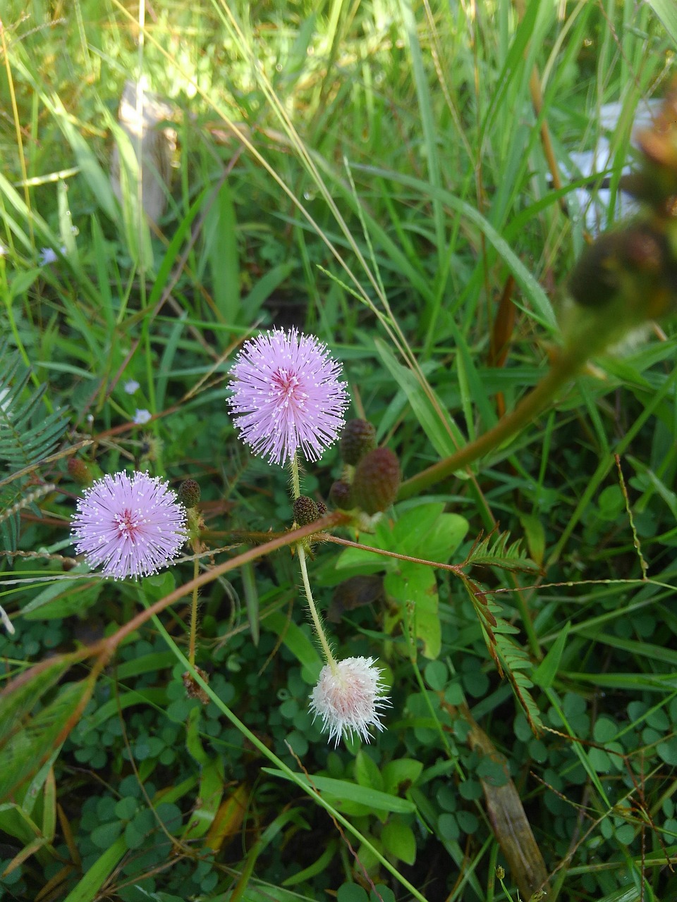 Shy Flower Bloom - Free photo on Pixabay - Pixabay