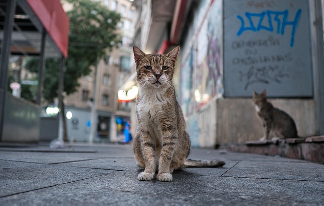 Free Cats Stray Cats photo and picture