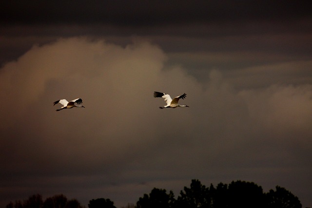 Free Cranes Flying Cranes photo and picture