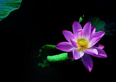 Lotus, Mooie Bloemen, Bloem, Lotusbloem