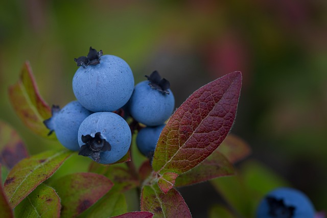 Free Blueberries Flower photo and picture