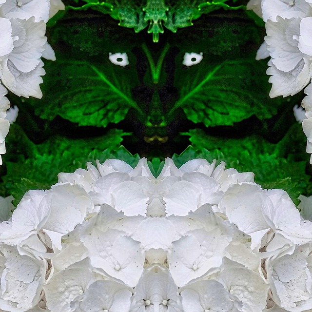 Bloem, Bladeren, Hortensia, Gezicht