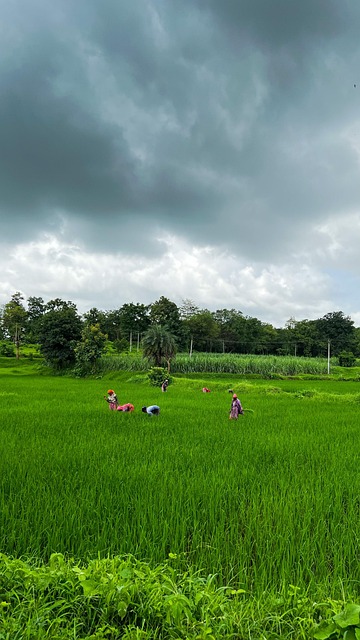 Free Nature Forest photo and picture