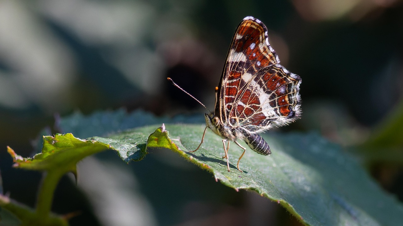 Butterfly Insect Winged - Free photo on Pixabay