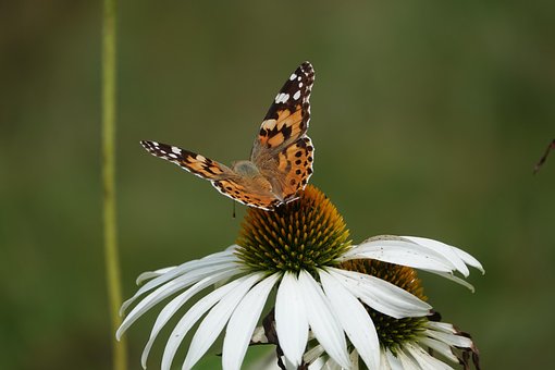 Vlinder, Bloem, Bestuiven, Bestuiving