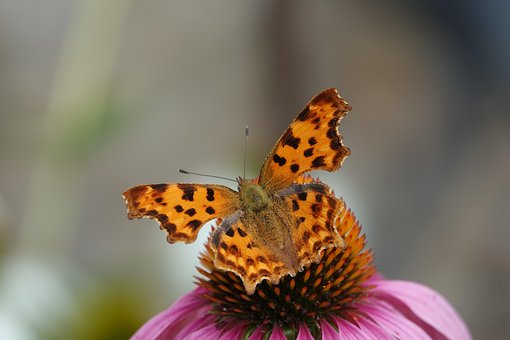Vlinder, Bloem, Bestuiven, Bestuiving